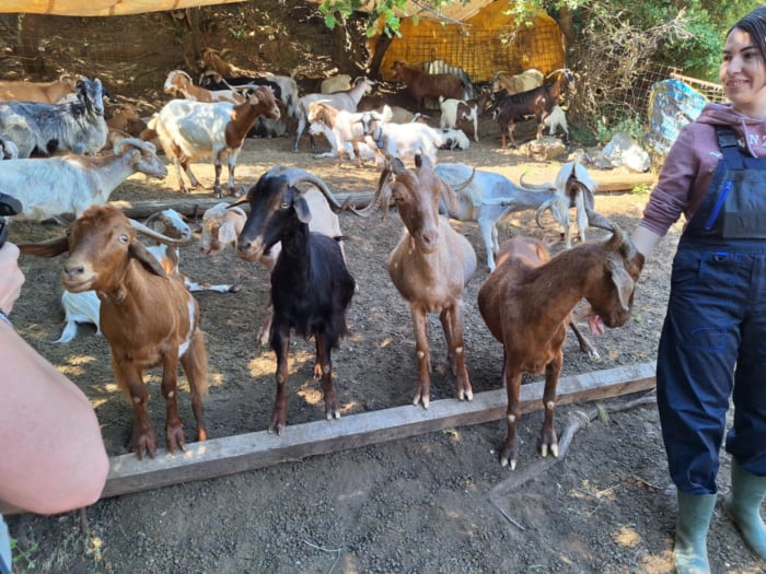 Farm Experience & Nafplio